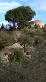 Trees on landscape against cloudy sky
