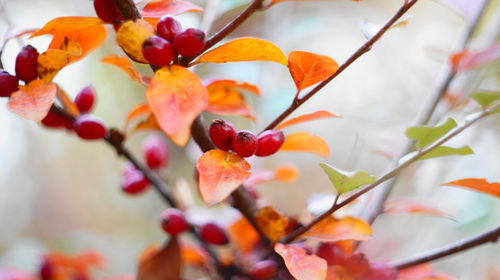 Close-up of orange fruits on tree