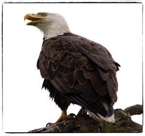 Low angle view of eagle perching on tree against clear sky