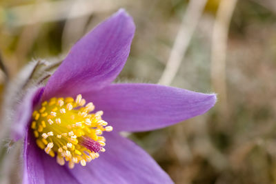 Close-up of purple flower