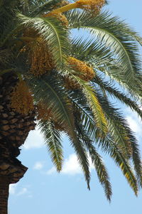 Low angle view of palm trees