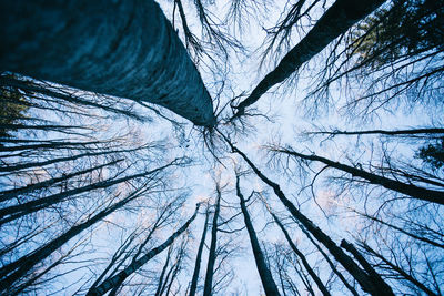 Low angle view of bare trees against sky