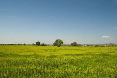 Scenic view of field against clear sky