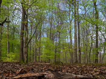 Trees in forest