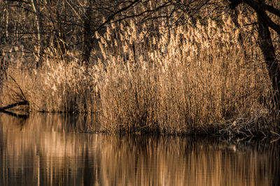Reflection of bare trees in lake