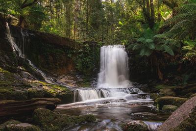 Scenic view of waterfall in forest