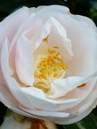 Close-up of white rose blooming outdoors