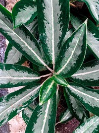 Close-up of succulent plant