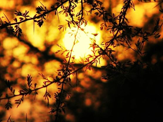 sunset, focus on foreground, branch, orange color, nature, tranquility, tree, close-up, sun, twig, beauty in nature, leaf, growth, selective focus, sunlight, plant, silhouette, autumn, scenics, tranquil scene
