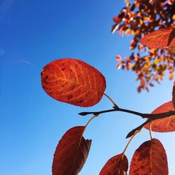 Low angle view of red leaves against clear blue sky