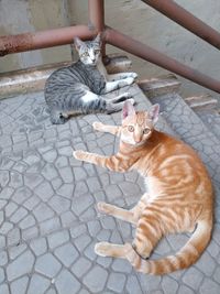 Portrait of cat sitting outdoors