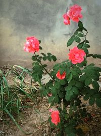 Close-up of pink rose blooming outdoors