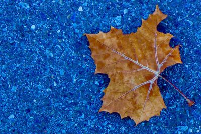 Full frame shot of maple leaves