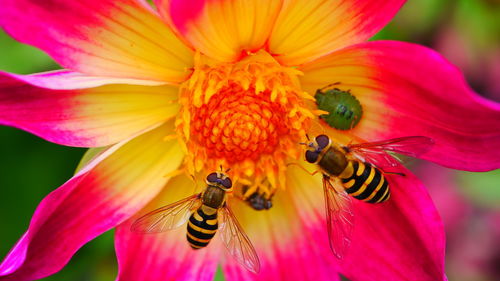 Close-up of insect on pink flower