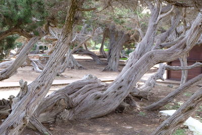 Fallen tree in forest