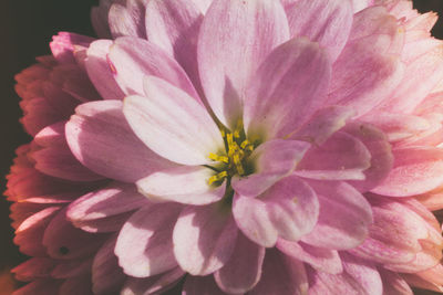 Close-up of pink dahlia