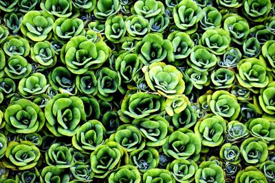 Full frame shot of succulent plants