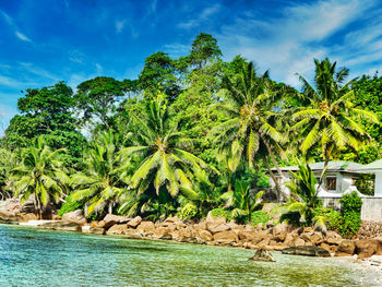 Palm trees by sea against sky