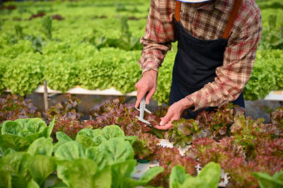 Rear view of woman standing amidst plants