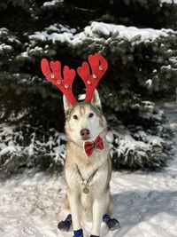 Dog standing on snow