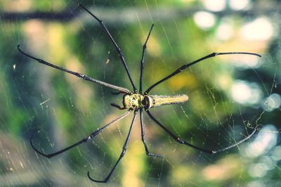 Close-up of spider on web