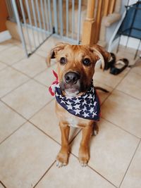 Dog on 4th of july