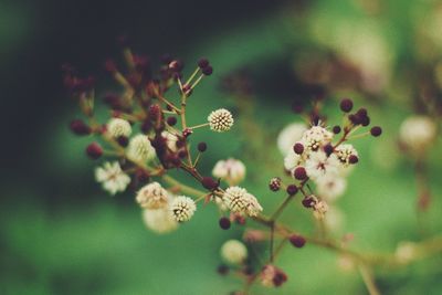 Close-up of flowers on tree