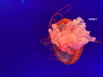 Close-up of jellyfish swimming in sea