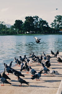 Birds flying over lake against sky