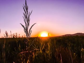 Silhouette of wheat field against sky during sunset