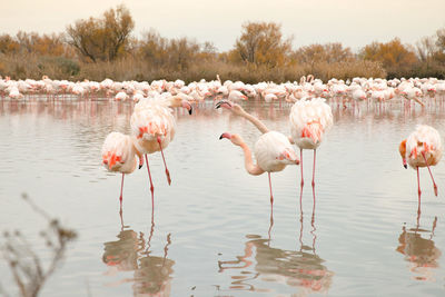 Flamingos in the camarque in southern france, wildlife provence