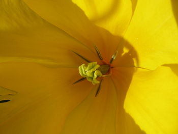 Close-up of yellow flowering plant