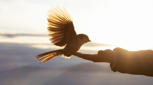 Seagull flying against sky during sunset