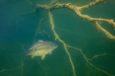 Underwater photo of the common carp or european carp, cyprinus carpio in soderica lake, croatia