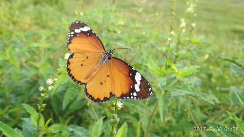 Butterfly on leaf