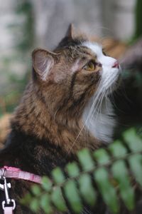 Close-up of a cat looking away