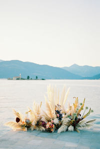 High angle view of flowering plant by sea against clear sky