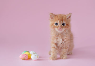 Portrait of cat sitting against white background