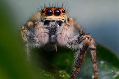 Close-up of spider