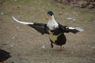 Close-up of seagull flying