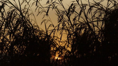 Silhouette trees against sky during sunset