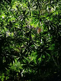 Full frame shot of tree