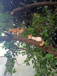 Cat sitting in a tree