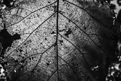 Close-up of branches against sky