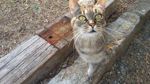 Close-up portrait of cat