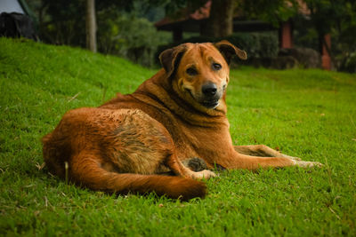 Portrait of dog relaxing on grass