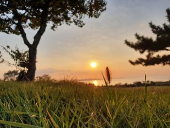 Scenic view of field against sky at sunset