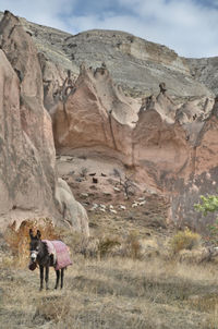 Donkey and sheep in the mountains of kapadokya