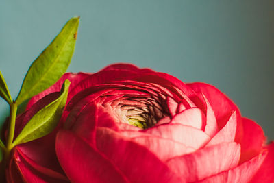 Close-up of red rose plant