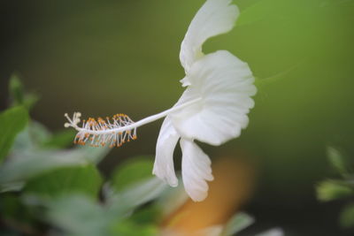 Close-up of white flower